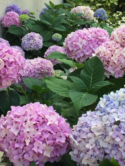 Verdier De Campredon, Parfumerie à Saumur