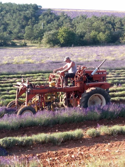Sarraud - Producteur De Lavande Fine AOP - Vente En Ligne, Magasin de Cosmétiques à Sault