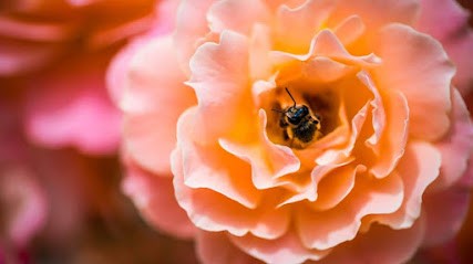 L'évasion Par Les Senteurs, Parfumerie à Noisy-le-Grand